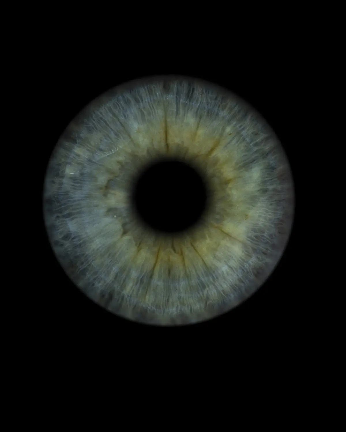 Irisfotografie von Vivid Visions